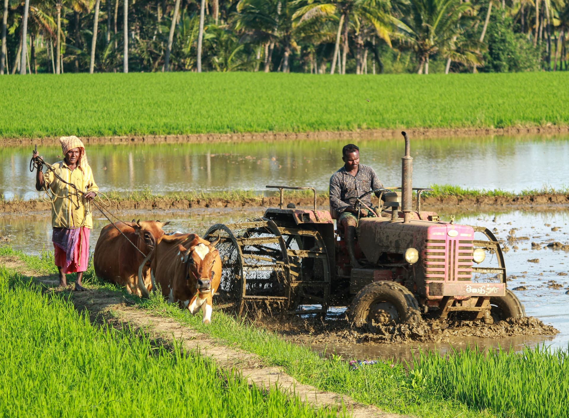Organic farmer in field